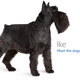 Image for article titled Amazon's Error Dogs, Ranked